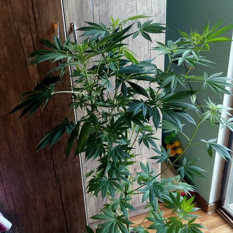 Royal Critical Automatic growlog timeline photo