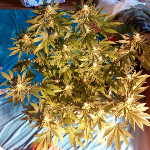 Kukulkan growlog timeline photo