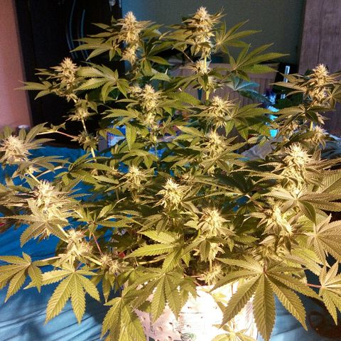 Kukulkan growlog timeline photo