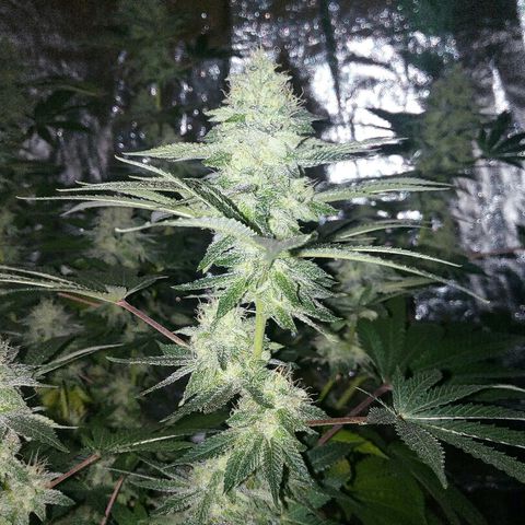 Kukulkan growlog timeline photo