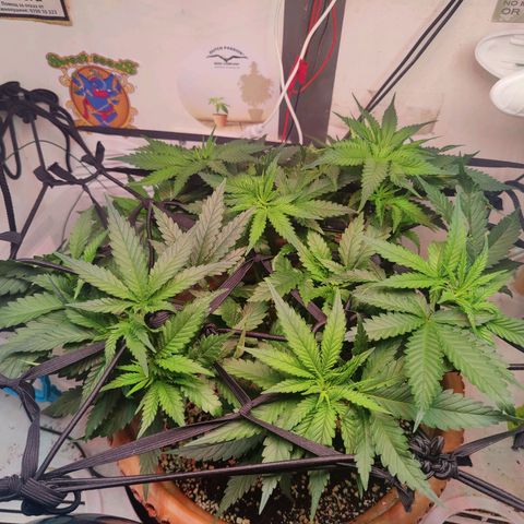 Original Cheese  growlog photo: 12.06 - 19.07