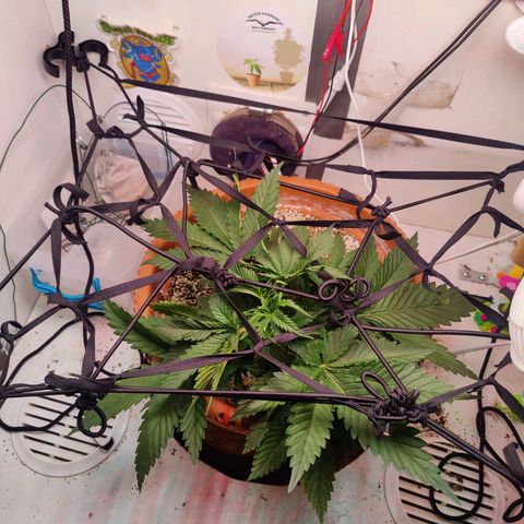Original Cheese  growlog photo: 12.06 - 19.07