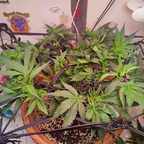 Original Cheese  growlog photo: 12.06 - 19.07