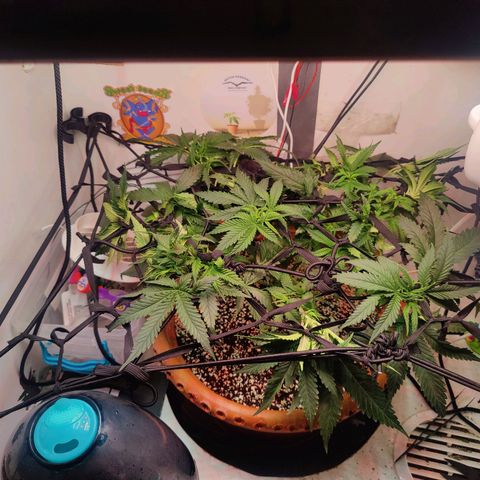 Original Cheese  growlog timeline photo