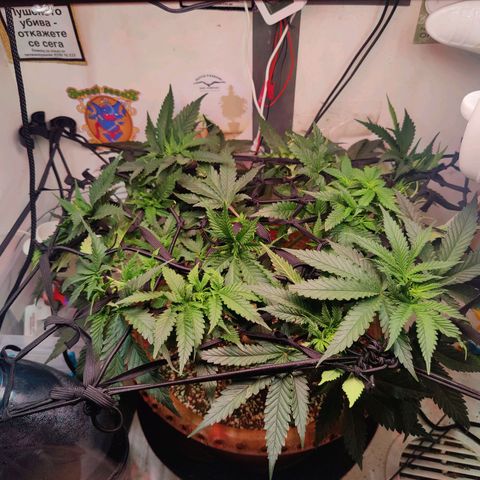 Original Cheese  growlog timeline photo