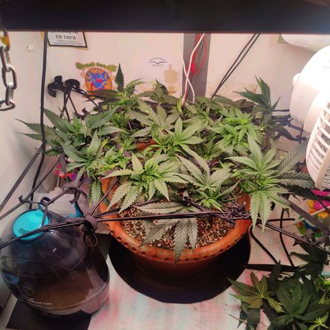 Original Cheese  growlog timeline photo