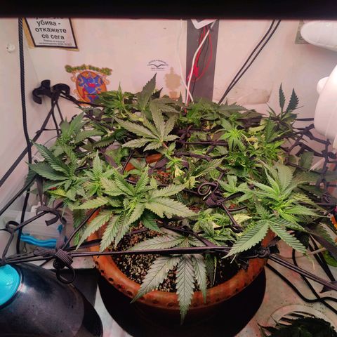 Original Cheese  growlog timeline photo
