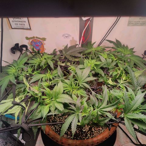 Original Cheese  growlog timeline photo