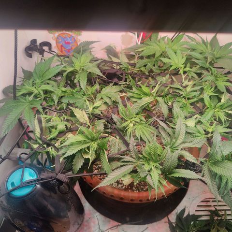 Original Cheese  growlog timeline photo