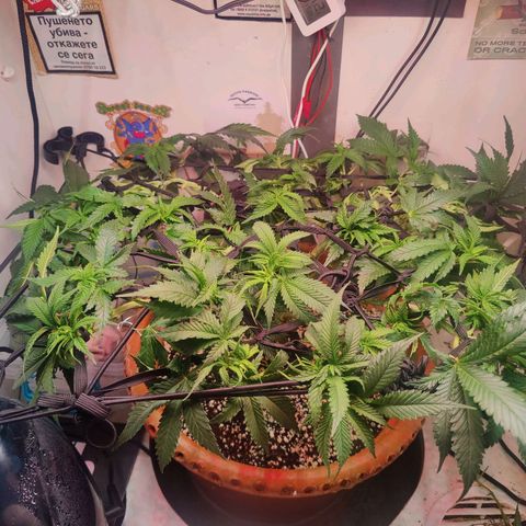 Original Cheese  growlog timeline photo