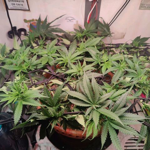 Original Cheese  growlog photo: Без фильтра "яркого"