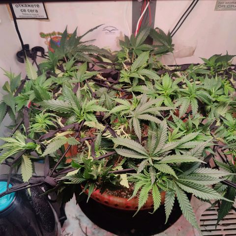 Original Cheese  growlog timeline photo