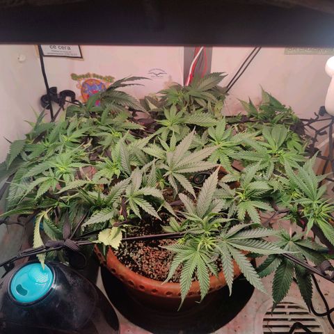 Original Cheese  growlog timeline photo