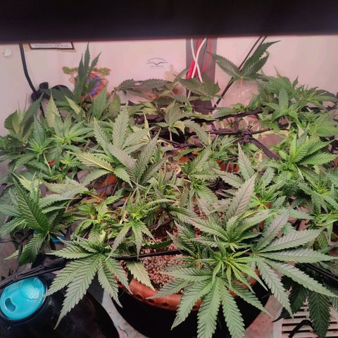 Original Cheese  growlog timeline photo