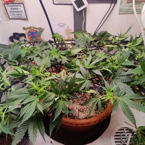 Original Cheese  growlog timeline photo