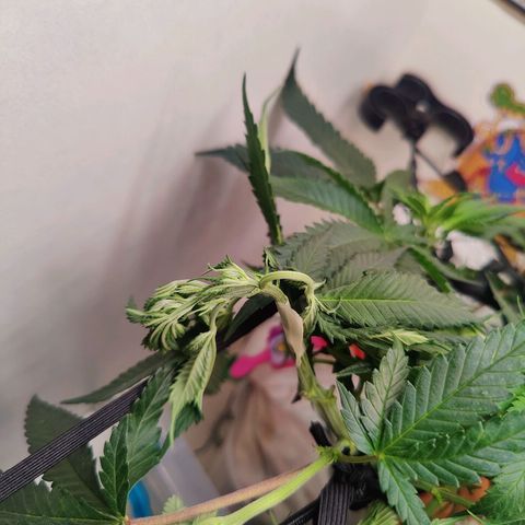 Original Cheese  growlog timeline photo