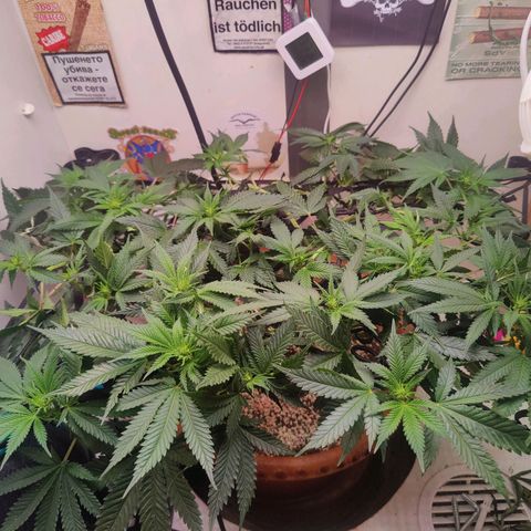 Original Cheese  growlog timeline photo