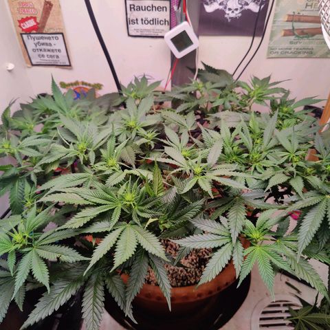 Original Cheese  growlog timeline photo