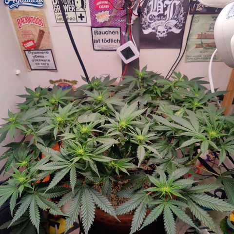 Original Cheese  growlog timeline photo