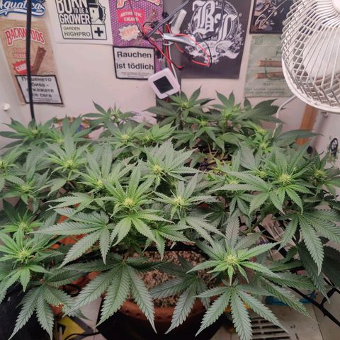 Original Cheese  growlog timeline photo