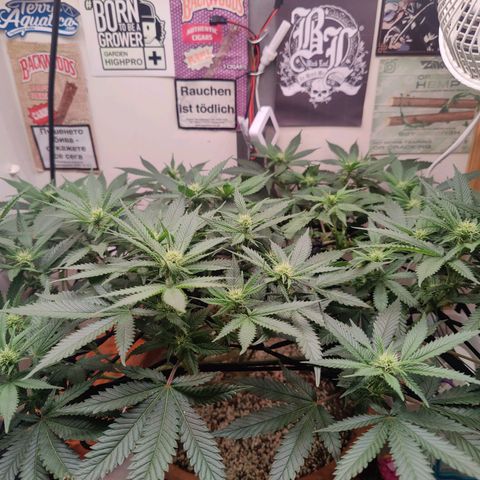 Original Cheese  growlog timeline photo