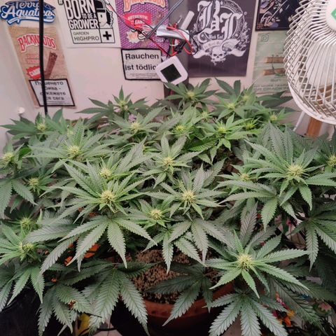 Original Cheese  growlog timeline photo
