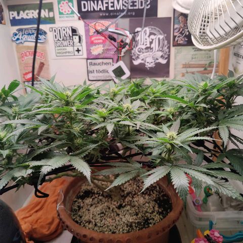Original Cheese  growlog timeline photo