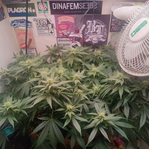 Original Cheese  growlog timeline photo