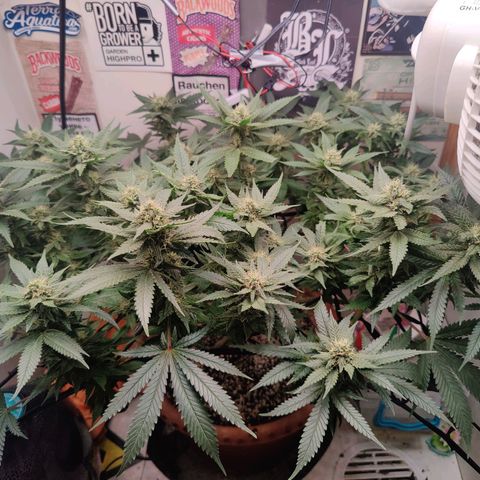Original Cheese  growlog timeline photo