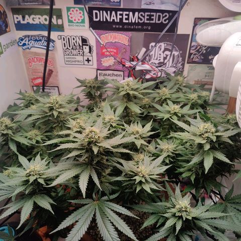 Original Cheese  growlog timeline photo