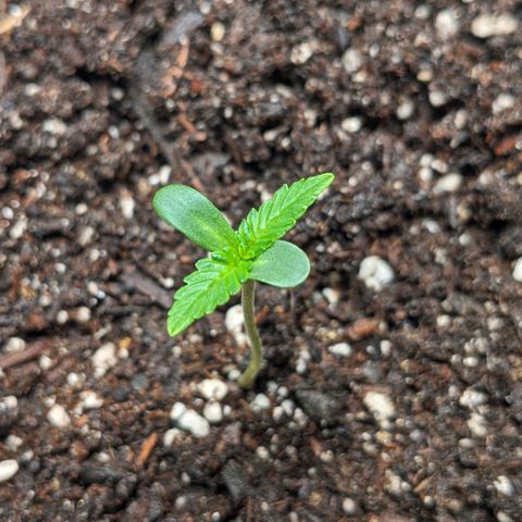 Mystery Glue 1 growlog timeline photo