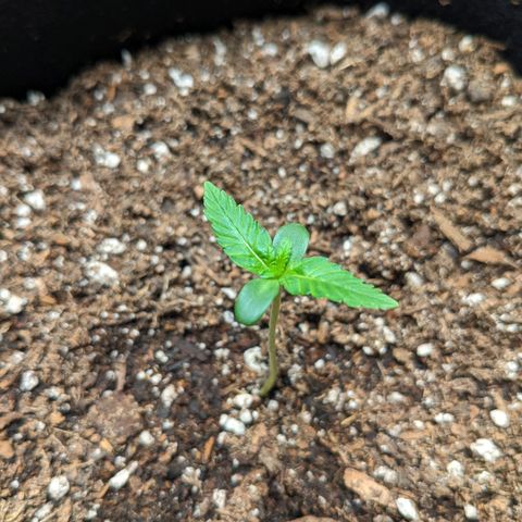 Mystery Glue 1 growlog timeline photo