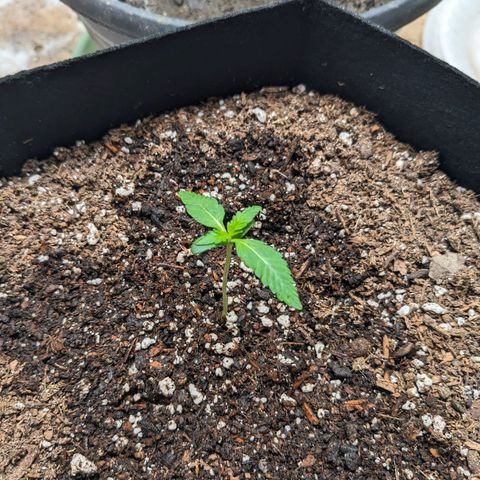 Mystery Glue 1 growlog timeline photo