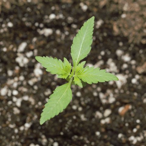 Mystery Glue 1 growlog timeline photo