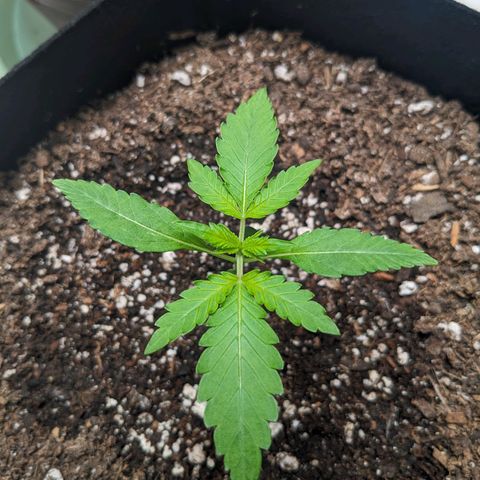Mystery Glue 1 growlog timeline photo