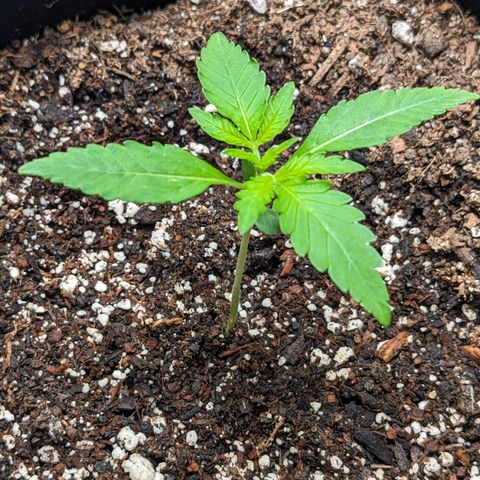 Mystery Glue 1 growlog timeline photo
