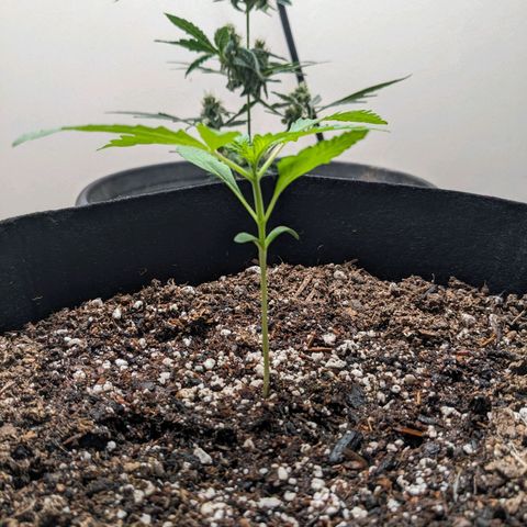 Mystery Glue 1 growlog timeline photo