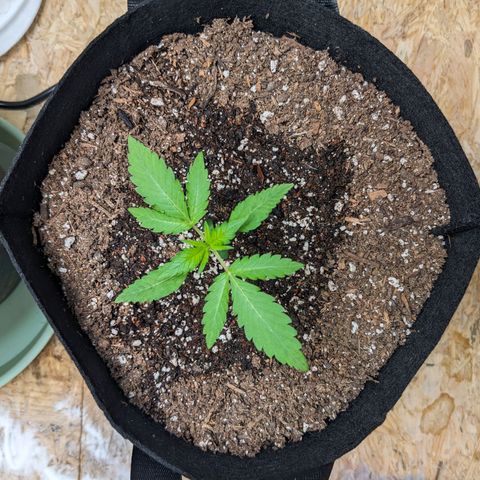 Mystery Glue 1 growlog timeline photo