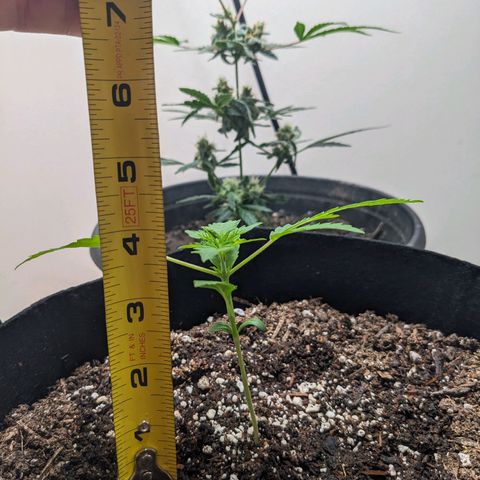 Mystery Glue 1 growlog timeline photo