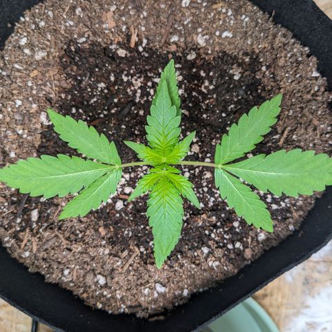 Mystery Glue 1 growlog timeline photo