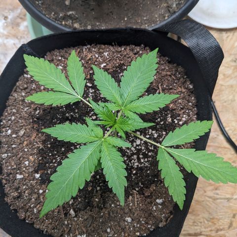 Mystery Glue 1 growlog timeline photo