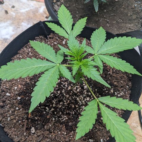 Mystery Glue 1 growlog timeline photo