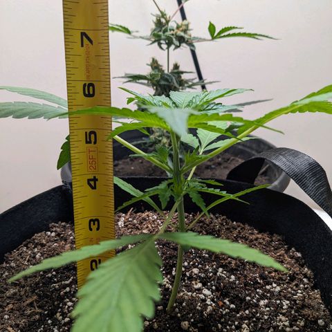 Mystery Glue 1 growlog timeline photo
