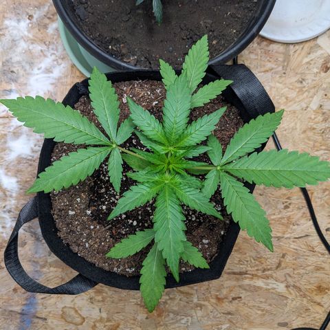 Mystery Glue 1 growlog timeline photo