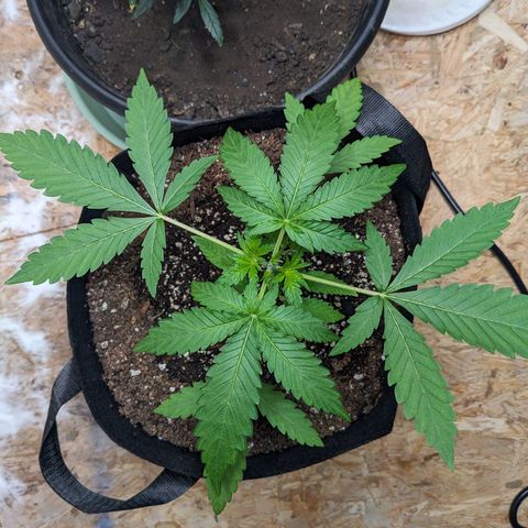 Mystery Glue 1 growlog timeline photo