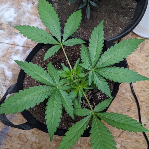 Mystery Glue 1 growlog timeline photo
