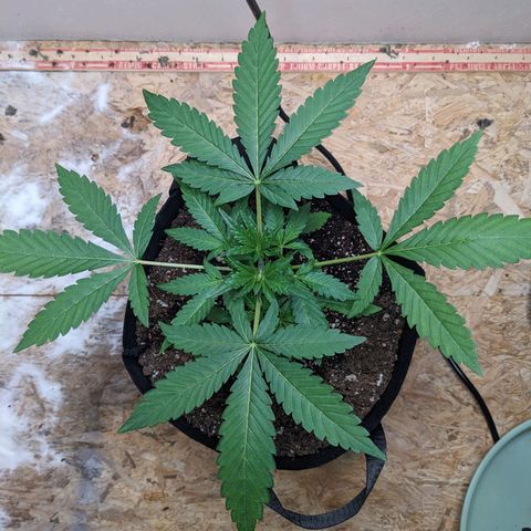 Mystery Glue 1 growlog timeline photo