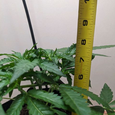 Mystery Glue 1 growlog timeline photo