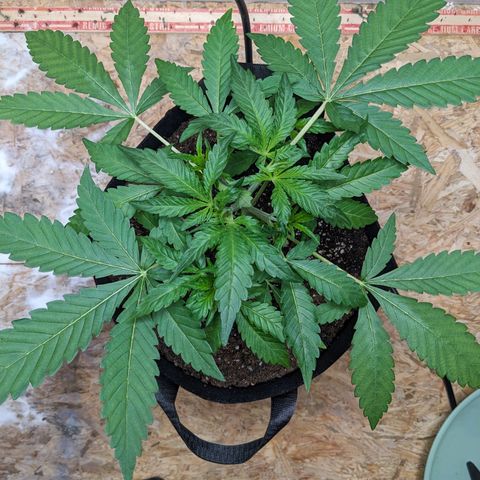 Mystery Glue 1 growlog timeline photo