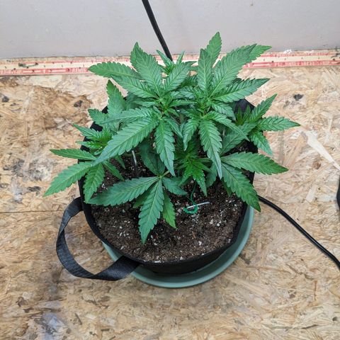 Mystery Glue 1 growlog timeline photo